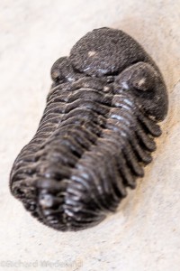 Fossil Trilobite from Morocco.